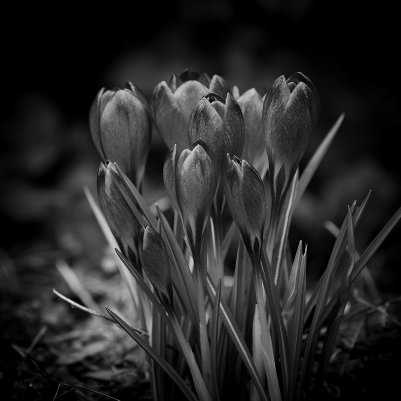 Black and white photo of spring crocus's